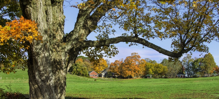 Large maple tree with autumn leaves arching over a sunny meadow and a small red farmhouse in the background.